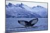 Humpback Whale (Megaptera Novaeangliae) Tail Fluke Above Water before Diving-Widstrand-Mounted Photographic Print