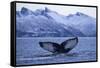 Humpback Whale (Megaptera Novaeangliae) Tail Fluke Above Water before Diving-Widstrand-Framed Stretched Canvas