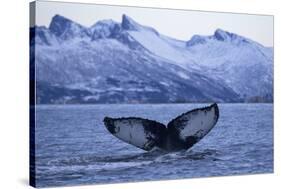 Humpback Whale (Megaptera Novaeangliae) Tail Fluke Above Water before Diving-Widstrand-Stretched Canvas