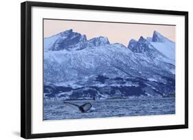 Humpback Whale (Megaptera Novaeangliae) Tail Fluke Above Water before Diving-Widstrand-Framed Photographic Print