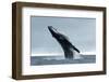 Humpback Whale, Megaptera Novaeangliae, Vava'u Island, Tonga-Martin Prochazkacz-Framed Photographic Print