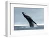 Humpback Whale, Megaptera Novaeangliae, Vava'u Island, Tonga-Martin Prochazkacz-Framed Photographic Print