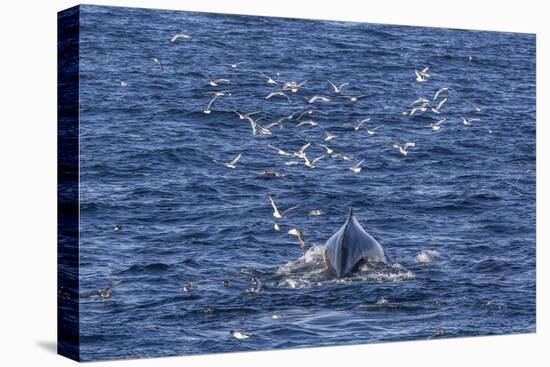 Humpback Whale (Megaptera Novaeangliae), Vikingbukta, Northeast Greenland, Polar Regions-Michael Nolan-Stretched Canvas