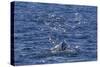 Humpback Whale (Megaptera Novaeangliae), Vikingbukta, Northeast Greenland, Polar Regions-Michael Nolan-Stretched Canvas