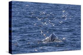 Humpback Whale (Megaptera Novaeangliae), Vikingbukta, Northeast Greenland, Polar Regions-Michael Nolan-Stretched Canvas