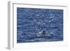 Humpback Whale (Megaptera Novaeangliae), Vikingbukta, Northeast Greenland, Polar Regions-Michael Nolan-Framed Photographic Print