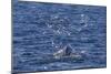 Humpback Whale (Megaptera Novaeangliae), Vikingbukta, Northeast Greenland, Polar Regions-Michael Nolan-Mounted Photographic Print