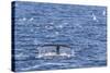 Humpback Whale (Megaptera Novaeangliae), Vikingbukta, Northeast Greenland, Polar Regions-Michael Nolan-Stretched Canvas