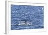 Humpback Whale (Megaptera Novaeangliae), Vikingbukta, Northeast Greenland, Polar Regions-Michael Nolan-Framed Photographic Print