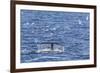 Humpback Whale (Megaptera Novaeangliae), Vikingbukta, Northeast Greenland, Polar Regions-Michael Nolan-Framed Photographic Print