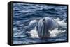 Humpback Whale (Megaptera Novaeangliae), Vikingbukta, Northeast Greenland, Polar Regions-Michael Nolan-Framed Stretched Canvas