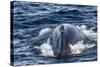 Humpback Whale (Megaptera Novaeangliae), Vikingbukta, Northeast Greenland, Polar Regions-Michael Nolan-Stretched Canvas