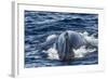 Humpback Whale (Megaptera Novaeangliae), Vikingbukta, Northeast Greenland, Polar Regions-Michael Nolan-Framed Photographic Print