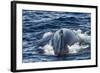 Humpback Whale (Megaptera Novaeangliae), Vikingbukta, Northeast Greenland, Polar Regions-Michael Nolan-Framed Photographic Print