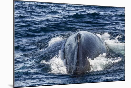 Humpback Whale (Megaptera Novaeangliae), Vikingbukta, Northeast Greenland, Polar Regions-Michael Nolan-Mounted Photographic Print