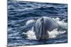 Humpback Whale (Megaptera Novaeangliae), Vikingbukta, Northeast Greenland, Polar Regions-Michael Nolan-Mounted Photographic Print