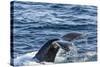 Humpback Whale (Megaptera Novaeangliae), Vikingbukta, Northeast Greenland, Polar Regions-Michael Nolan-Stretched Canvas