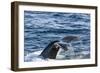 Humpback Whale (Megaptera Novaeangliae), Vikingbukta, Northeast Greenland, Polar Regions-Michael Nolan-Framed Photographic Print