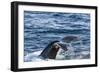 Humpback Whale (Megaptera Novaeangliae), Vikingbukta, Northeast Greenland, Polar Regions-Michael Nolan-Framed Photographic Print