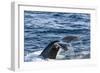 Humpback Whale (Megaptera Novaeangliae), Vikingbukta, Northeast Greenland, Polar Regions-Michael Nolan-Framed Photographic Print