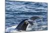 Humpback Whale (Megaptera Novaeangliae), Vikingbukta, Northeast Greenland, Polar Regions-Michael Nolan-Mounted Photographic Print