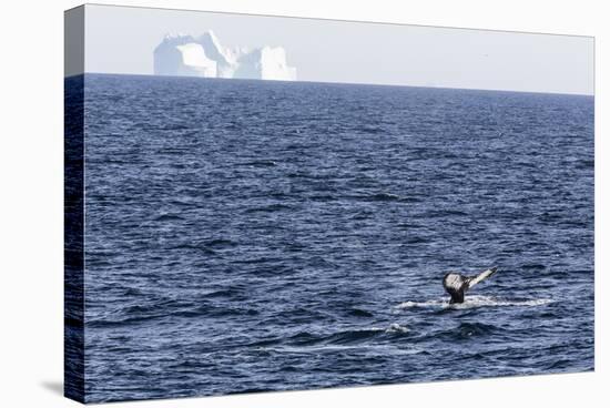 Humpback Whale (Megaptera Novaeangliae), Vikingbukta, Northeast Greenland, Polar Regions-Michael Nolan-Stretched Canvas