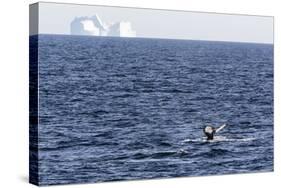 Humpback Whale (Megaptera Novaeangliae), Vikingbukta, Northeast Greenland, Polar Regions-Michael Nolan-Stretched Canvas