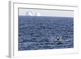 Humpback Whale (Megaptera Novaeangliae), Vikingbukta, Northeast Greenland, Polar Regions-Michael Nolan-Framed Photographic Print