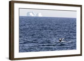 Humpback Whale (Megaptera Novaeangliae), Vikingbukta, Northeast Greenland, Polar Regions-Michael Nolan-Framed Photographic Print