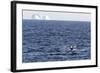 Humpback Whale (Megaptera Novaeangliae), Vikingbukta, Northeast Greenland, Polar Regions-Michael Nolan-Framed Photographic Print