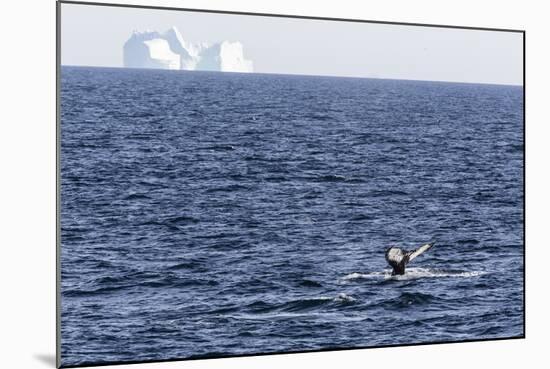 Humpback Whale (Megaptera Novaeangliae), Vikingbukta, Northeast Greenland, Polar Regions-Michael Nolan-Mounted Photographic Print