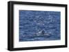 Humpback Whale (Megaptera Novaeangliae), Vikingbukta, Northeast Greenland, Polar Regions-Michael Nolan-Framed Photographic Print