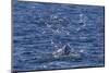 Humpback Whale (Megaptera Novaeangliae), Vikingbukta, Northeast Greenland, Polar Regions-Michael Nolan-Mounted Photographic Print