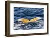 Humpback Whale (Megaptera Novaeangliae), Vikingbukta, Northeast Greenland, Polar Regions-Michael Nolan-Framed Photographic Print