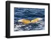 Humpback Whale (Megaptera Novaeangliae), Vikingbukta, Northeast Greenland, Polar Regions-Michael Nolan-Framed Photographic Print