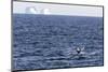 Humpback Whale (Megaptera Novaeangliae), Vikingbukta, Northeast Greenland, Polar Regions-Michael Nolan-Mounted Photographic Print