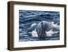 Humpback Whale (Megaptera Novaeangliae), Vikingbukta, Northeast Greenland, Polar Regions-Michael Nolan-Framed Photographic Print