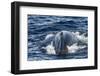 Humpback Whale (Megaptera Novaeangliae), Vikingbukta, Northeast Greenland, Polar Regions-Michael Nolan-Framed Photographic Print