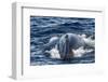 Humpback Whale (Megaptera Novaeangliae), Vikingbukta, Northeast Greenland, Polar Regions-Michael Nolan-Framed Photographic Print