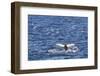 Humpback Whale (Megaptera Novaeangliae), Vikingbukta, Northeast Greenland, Polar Regions-Michael Nolan-Framed Photographic Print