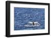 Humpback Whale (Megaptera Novaeangliae), Vikingbukta, Northeast Greenland, Polar Regions-Michael Nolan-Framed Photographic Print