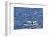 Humpback Whale (Megaptera Novaeangliae), Vikingbukta, Northeast Greenland, Polar Regions-Michael Nolan-Framed Photographic Print