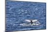 Humpback Whale (Megaptera Novaeangliae), Vikingbukta, Northeast Greenland, Polar Regions-Michael Nolan-Mounted Photographic Print