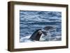 Humpback Whale (Megaptera Novaeangliae), Vikingbukta, Northeast Greenland, Polar Regions-Michael Nolan-Framed Photographic Print