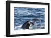 Humpback Whale (Megaptera Novaeangliae), Vikingbukta, Northeast Greenland, Polar Regions-Michael Nolan-Framed Photographic Print