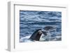 Humpback Whale (Megaptera Novaeangliae), Vikingbukta, Northeast Greenland, Polar Regions-Michael Nolan-Framed Photographic Print