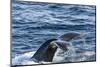 Humpback Whale (Megaptera Novaeangliae), Vikingbukta, Northeast Greenland, Polar Regions-Michael Nolan-Mounted Photographic Print