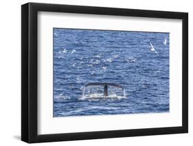 Humpback Whale (Megaptera Novaeangliae), Vikingbukta, Northeast Greenland, Polar Regions-Michael Nolan-Framed Photographic Print