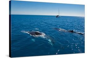 Humpback Whale (Megaptera Novaeangliae) Watching in Harvey Bay, Queensland, Australia, Pacific-Michael Runkel-Stretched Canvas