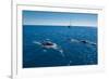 Humpback Whale (Megaptera Novaeangliae) Watching in Harvey Bay, Queensland, Australia, Pacific-Michael Runkel-Framed Photographic Print